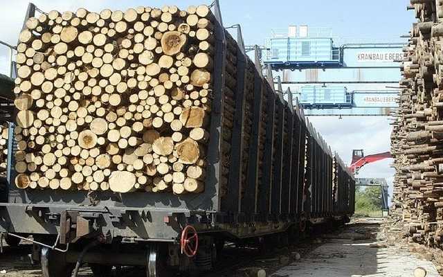 Нагибают как лохов. В ЕС без проблем толкают украинский лес как «дрова» — британский эколог