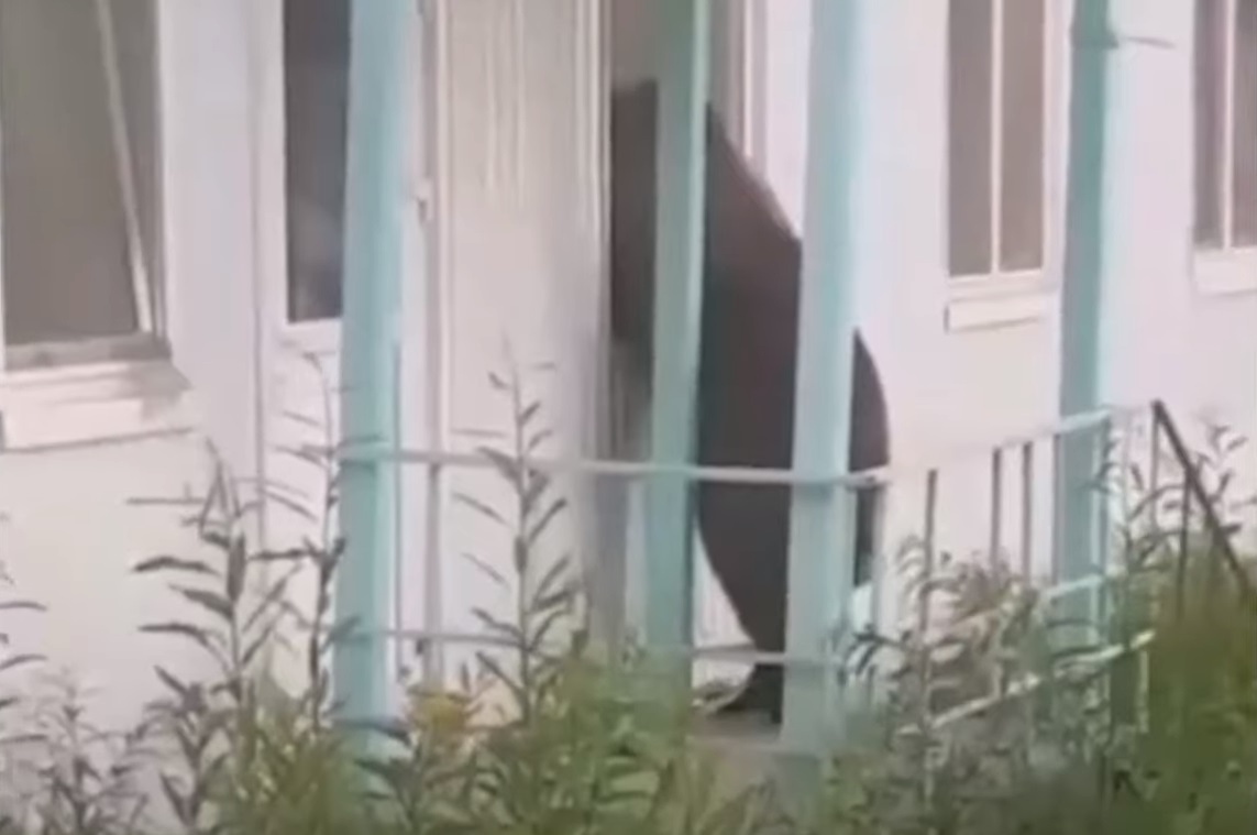 (ВІДЕО) Ведмідь виламав вікно і увірвався в їдальню. Подивіться, як його вигнали