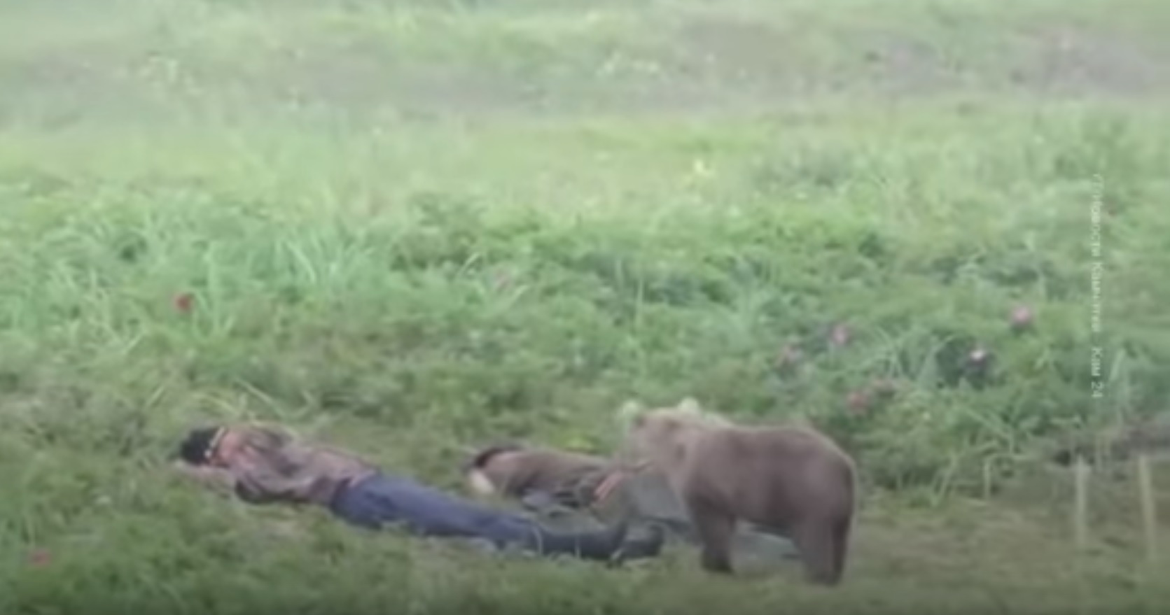 (ВІДЕО) На Камчатці ведмідь розбудив сплячого чоловіка: тільки погляньте на реакцію!