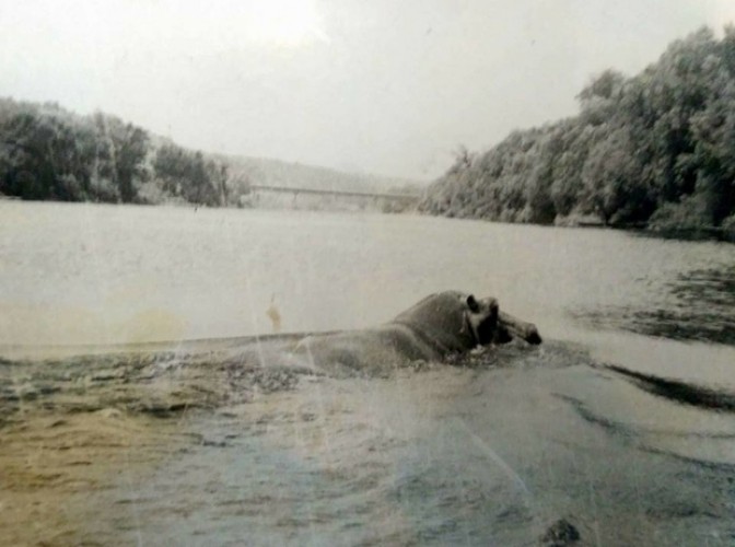 Унікальна світлина 1974 року: цей бегемот пливе між Лисичанськом і Сєвєродонецьком