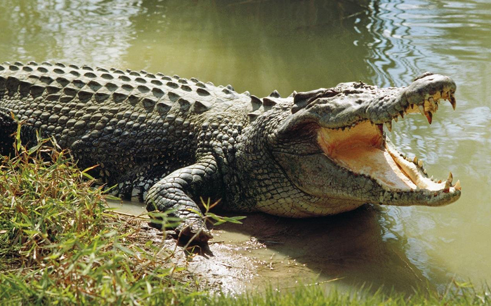 Крокодили ніколи не хворіють. Знання яке врятує людство від усіх пандемій.