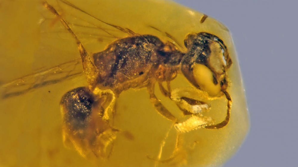 Бджола, якій 100 мільйонів років відкрила секрети еволюції