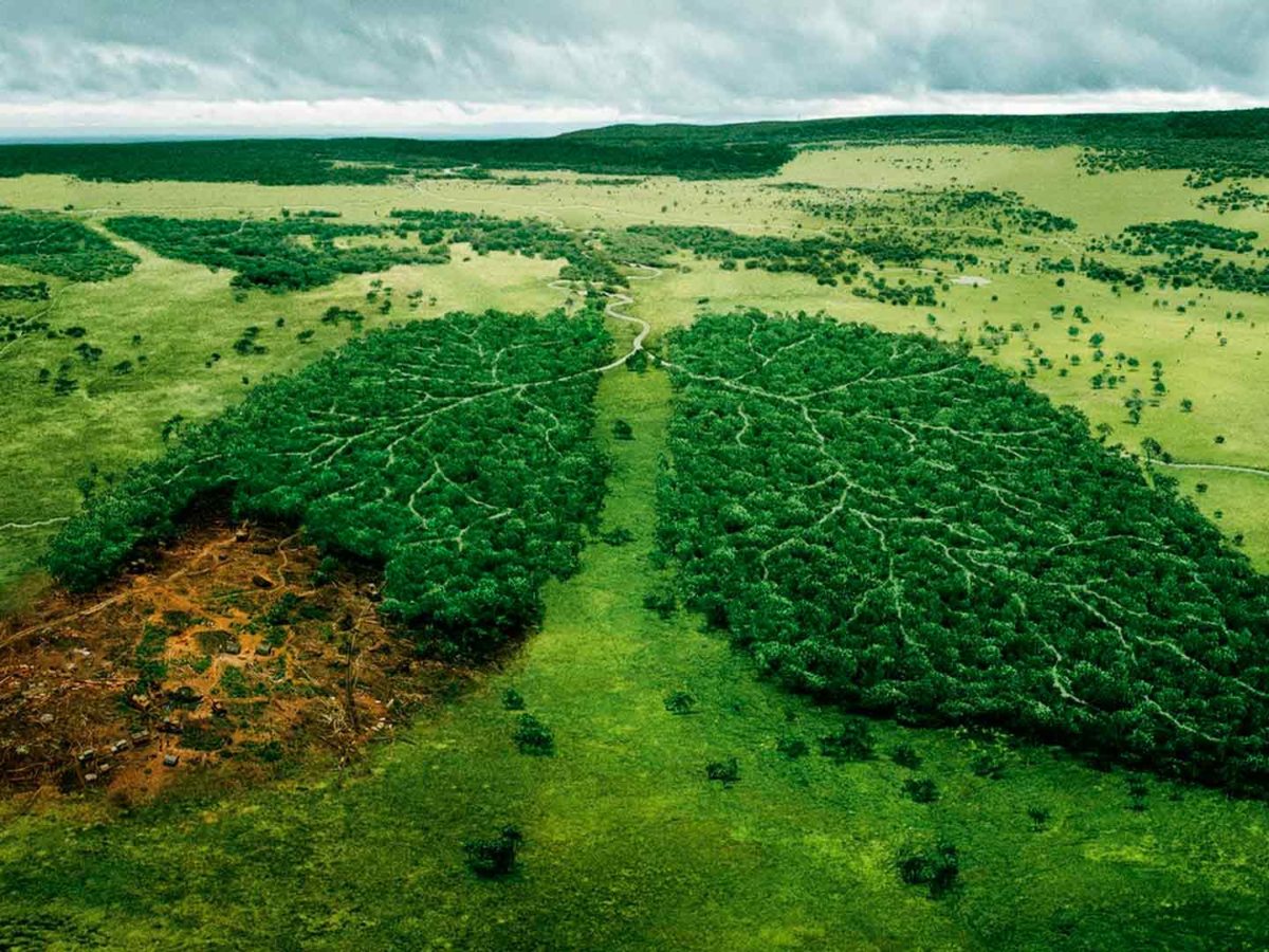 Для виживання планети більше 30% територій буде повернуто природі