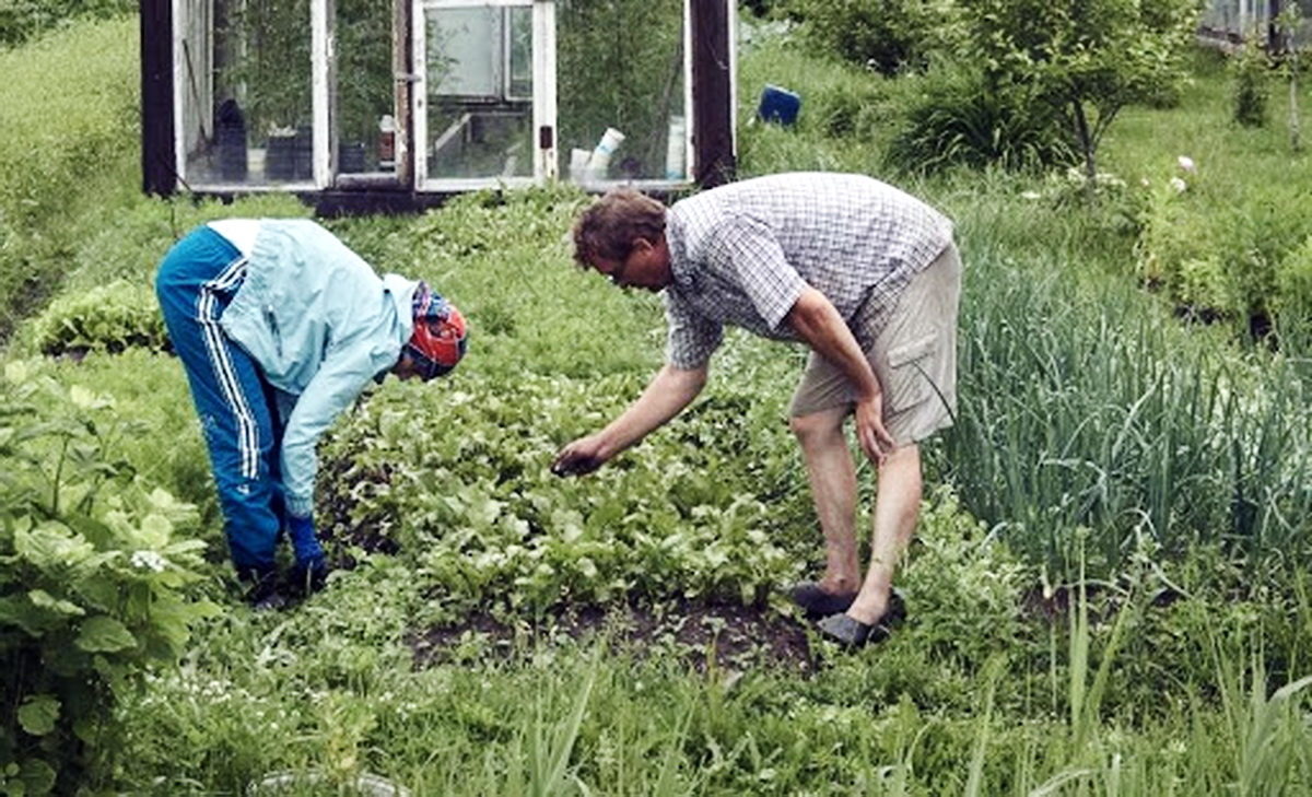 Можна навіть нашкодити… 5 речей, які ви робите на городі даремно