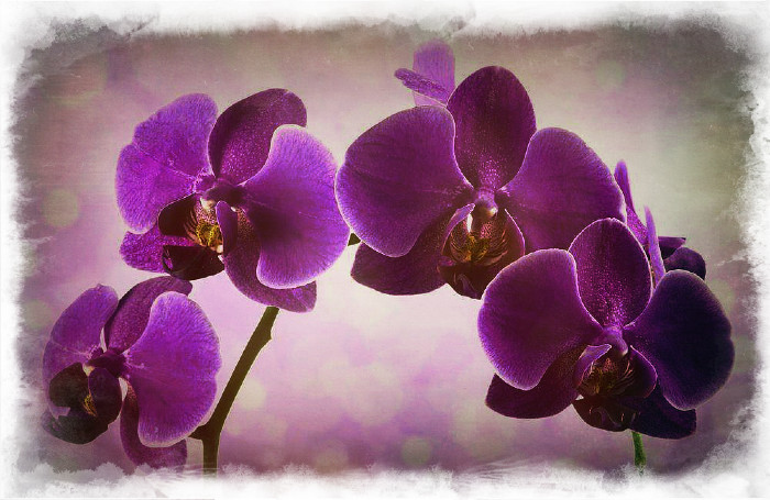 Орхідея — захищає від поганих людей і впливає на фіанасовий стан. Чим прекрасна ця квітка.