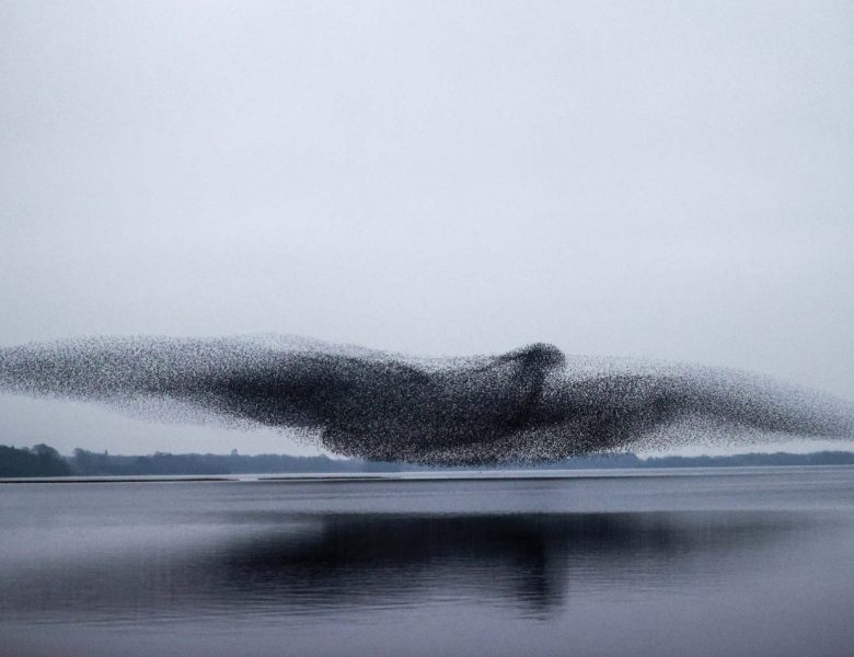 МУРМАЦІЇ: Як тисячам птахів вдається створювати такі грандіозні образи